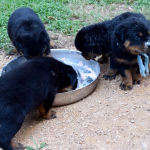 Relief for Dogs with Arthritis, Inflammation and Achy Joints