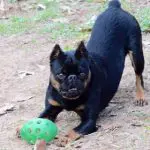 Let’s Talk About Sugar and Dogs, Part II – What are the Best Low Sugar Diets!