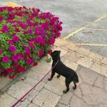 What Does High Cholesterol Mean for Dogs?