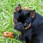 Irritable Bowel Disease in Dogs – It’s About the Diet!