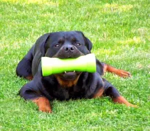 dog2