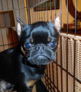 dog3