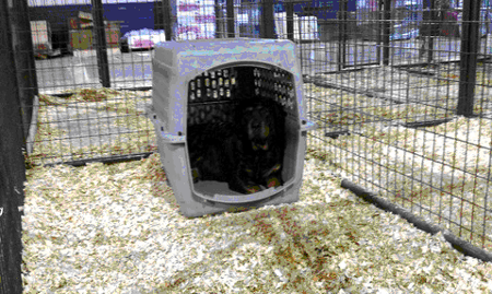 Portable dog kennel