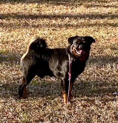 Stomach Problems with Your Dog? Find Out How to Solve Them!