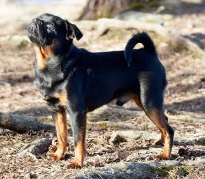 Brussels Griffen in the Sun