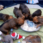 Griffin Puppies