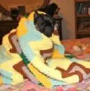 Causes of Infertility in Dogs