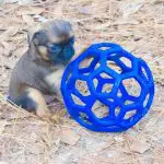 The Raw Diet and Toy Breeds