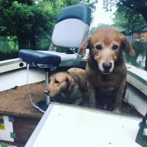 Hurricane Harvey Dog Rescue