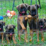 Digestibility of Animal Proteins for Dogs: Is There any Difference?