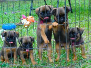 Digestibility of Animal Proteins for Dogs: Is There any Difference?