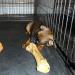 Little dog, big bone.