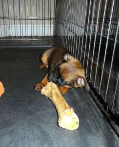 Little dog, big bone.