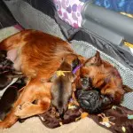 Mamma Griffin with puppies