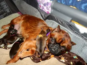 Mamma Griffin with puppies