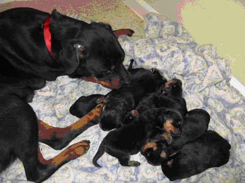 Mother with puppies