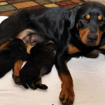Myths About Feeding Dogs – Part II