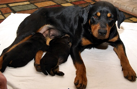mother_puppies2