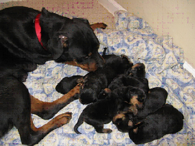 mother_puppies4