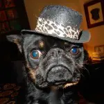 Nutrition and Health Tips for Dogs – Fact, Fallacy or Myth?