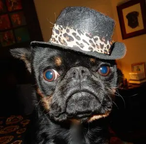 new-year-dog