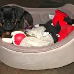 Nikko in bed