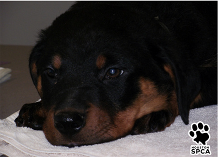Pensive dog
