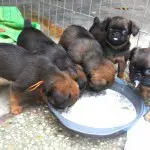 Feeding the Performance Dog