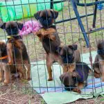 puppies in pen