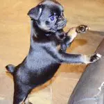 Want to Feed the Best Diet for Your Dog, but Don’t Know How?