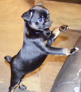 How to Tell if a Cooked Diet is Properly Balanced for Your Dog