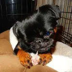 Puppy Griffin chewing on raw food.