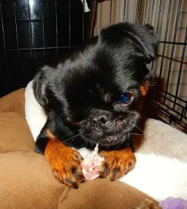 Puppy Griffin chewing on raw food.