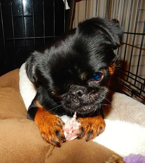 Puppy Griffin chewing on raw food.