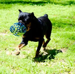 puppy-griffen-playing