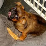 Dogs, Diet and Epilepsy