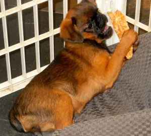 For Lew – My Reasons for Raw