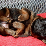 Does My Dog have Kidney Disease? What Do I Do?