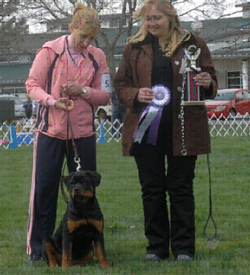 SRR Blackwood Penny Lane