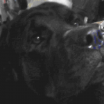 Puter Dog