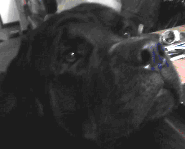 Puter Dog