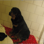 Rottweiler in kennel