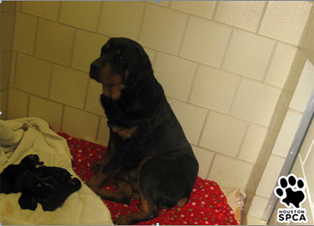 Rottweiler in kennel