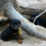 Rottie Puppy