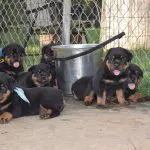 Rotweiller Puppies