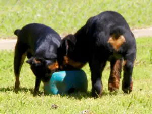 rottweiler-puppies-playing