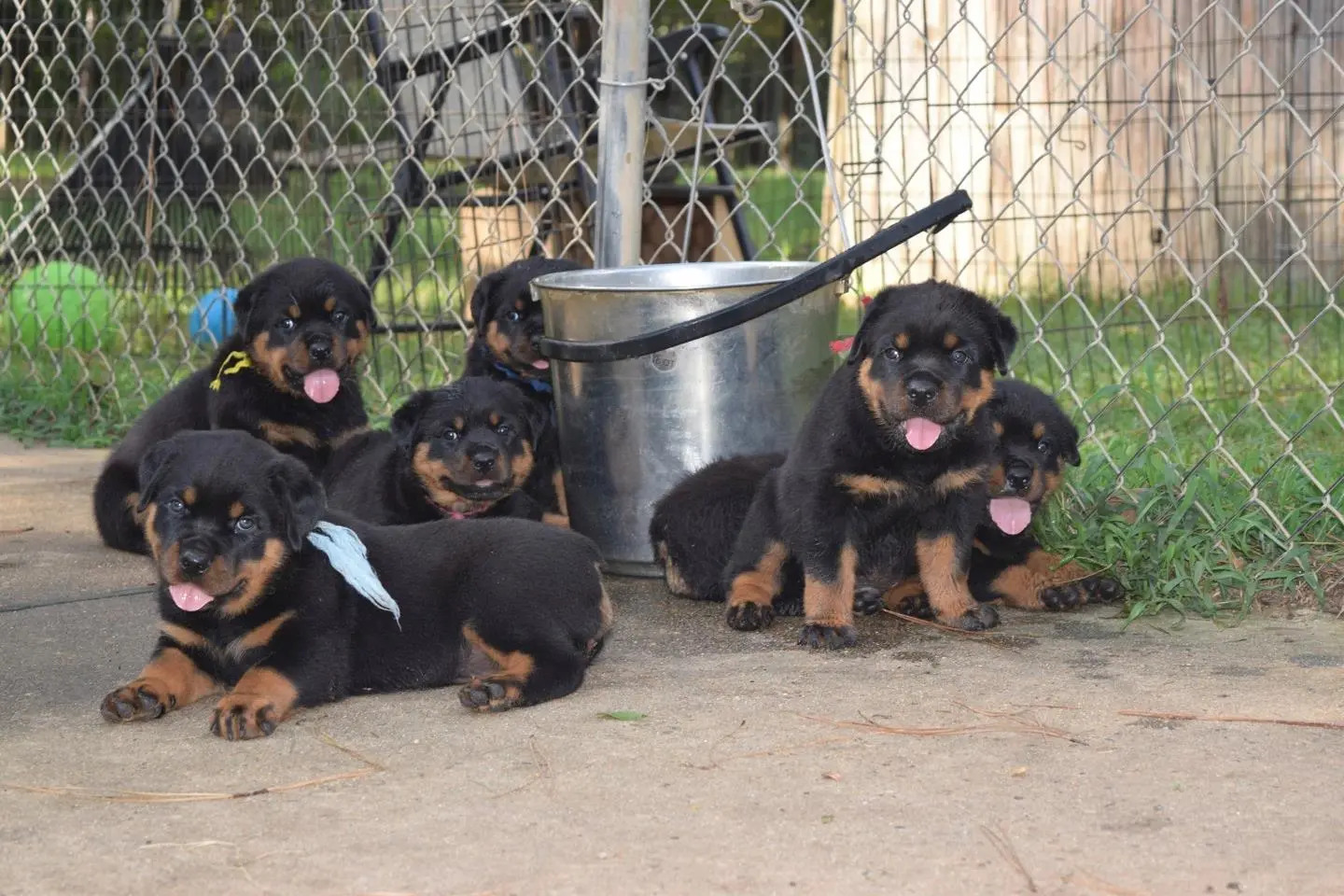 Rotweiller Puppies