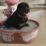 Rottweiler sitting in tub of water: stay cool!