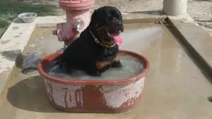 Rottweiler sitting in tub of water: stay cool!