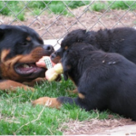 Rottweillers playing